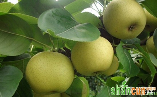梨树如何取得优质高产？梨树优质丰产栽培技术