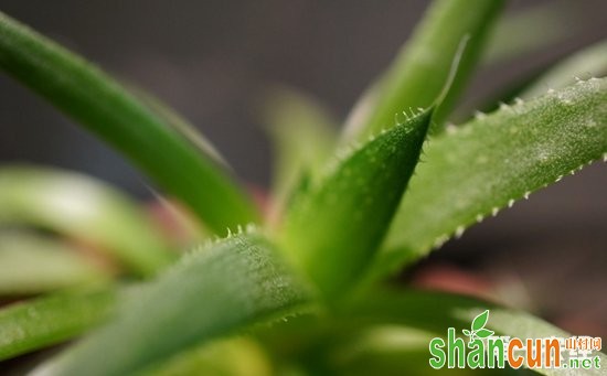 7种适合养在卧室里的盆栽植物介绍！净化空气改善睡眠