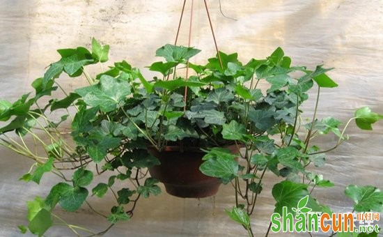 7种适合养在卧室里的盆栽植物介绍！净化空气改善睡眠