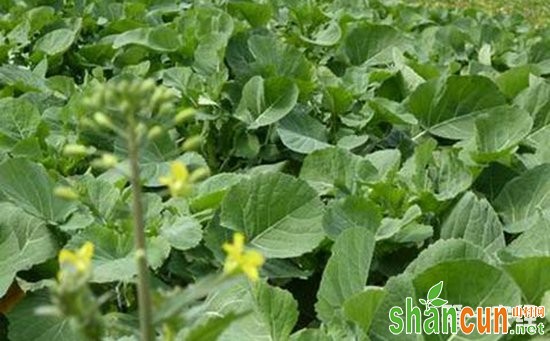 冬油菜种植如何实现高产？冬油菜的高产栽培技术