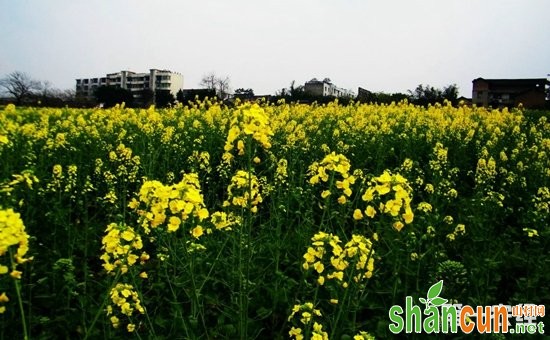 油菜怎么种植？油菜的播种方法和种植技术