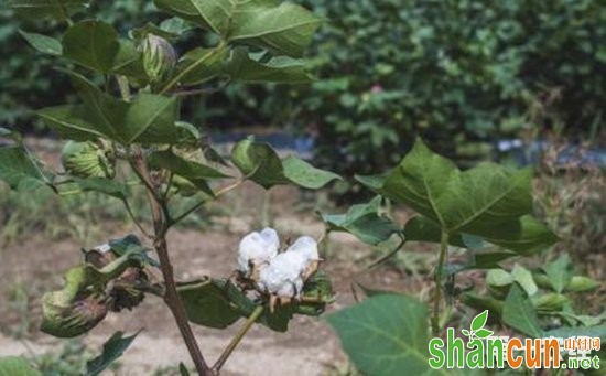 棉花怎么种植？不同生长期棉花的生育特点和栽培技术