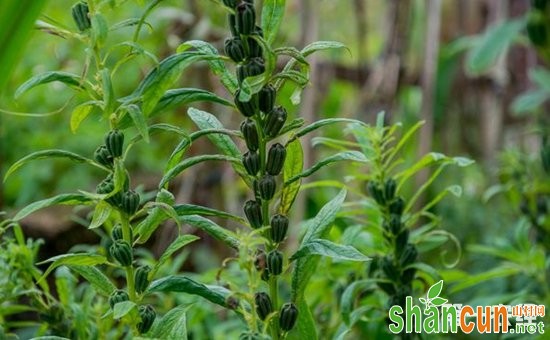 芝麻种植怎么施肥？芝麻的需肥特点与施肥技术