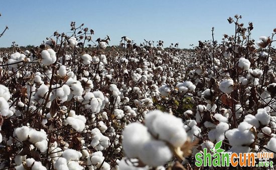 棉花种植怎么施肥？棉花种植的需肥规律与施肥技术