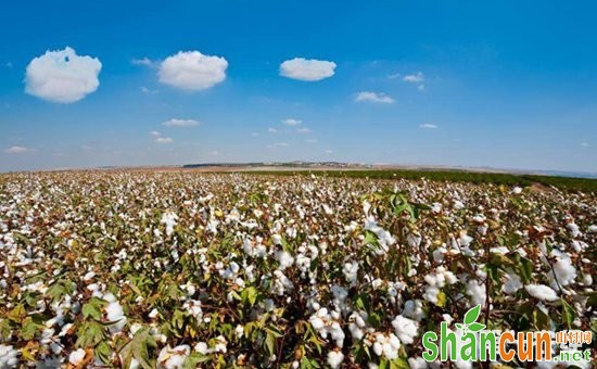 棉花种植怎么施肥？棉花种植的需肥规律与施肥技术