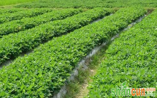 花生种植怎么覆盖地膜？花生的高产地膜覆盖栽培技术要点