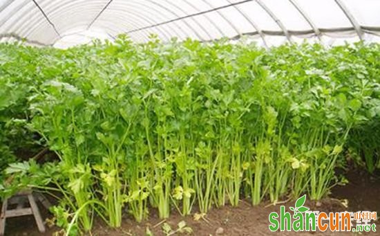 芹菜适宜怎样的种植环境？