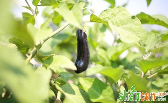 茄子种植怎么播种？茄子的播种方法和田间管理要点