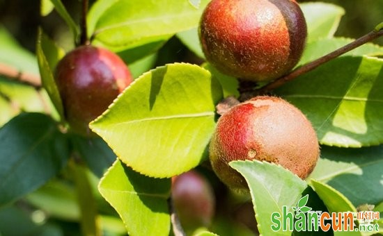 如何种植油茶树？油茶树种植的繁殖方法和田间管理