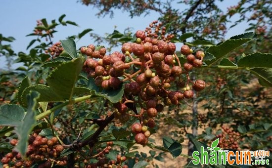 花椒怎么种植才好？花椒的种植与管理技术