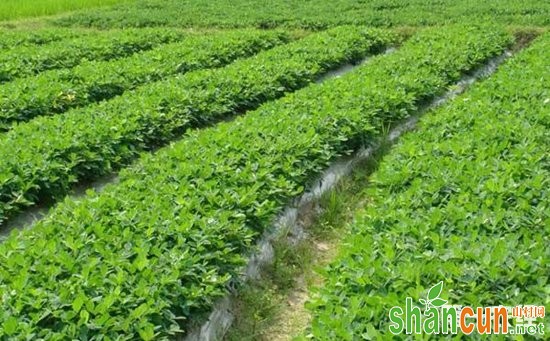 花生种植怎么追肥？花生的追肥时间和方法