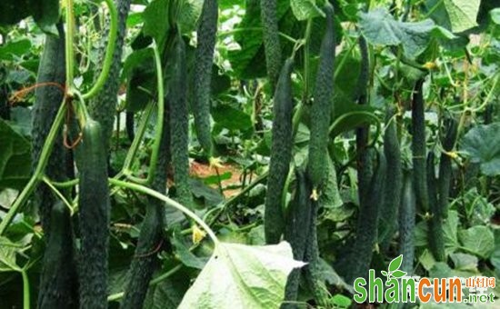 黄瓜种植怎么管理才好？黄瓜的定植技术和田间管理方法