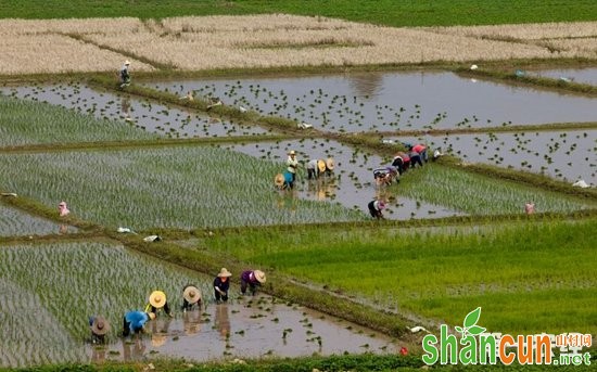 如何利用气象要素判断水稻的需水量？