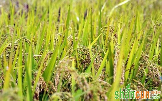 水稻种植该如何整地？水稻稻田的整地要点