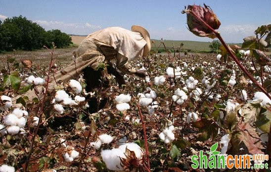 在盐碱地种植棉花的方法和注意事项