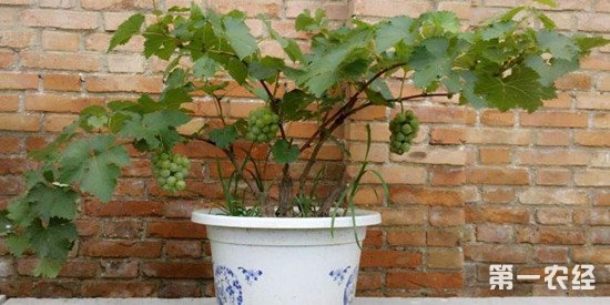 盆栽葡萄只长叶不开花、结果的原因及解决办法