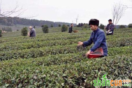 茶园用什么有机肥好？适合茶园的有机肥种类介绍