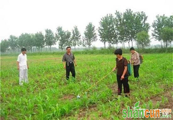 玉米发生除草剂要害的原因和防治方法