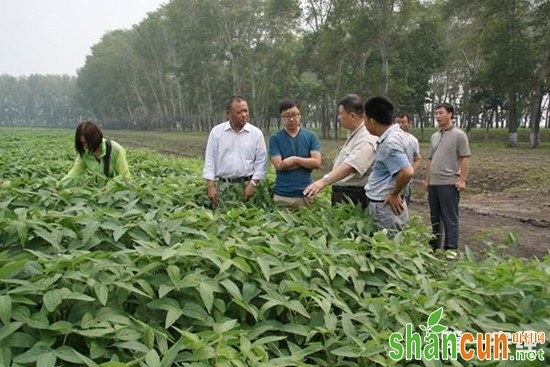 大豆营养需求和施肥技术介绍