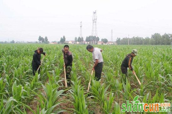 春季玉米播种期除草技术介绍