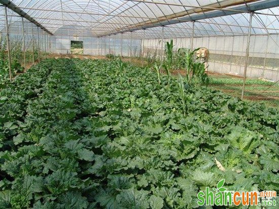 大棚蔬菜为什么要施钙肥？蔬菜钙肥施用方法