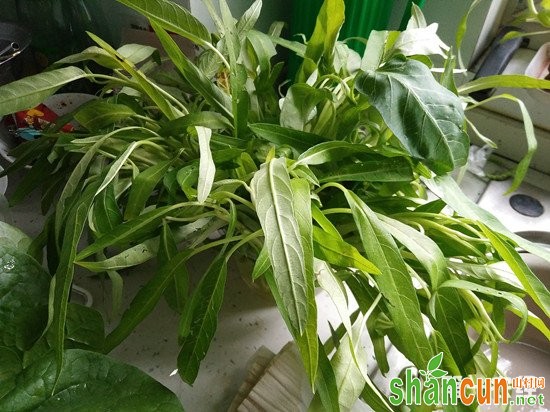 怎么在家种空心菜？空心菜盆栽种植方法