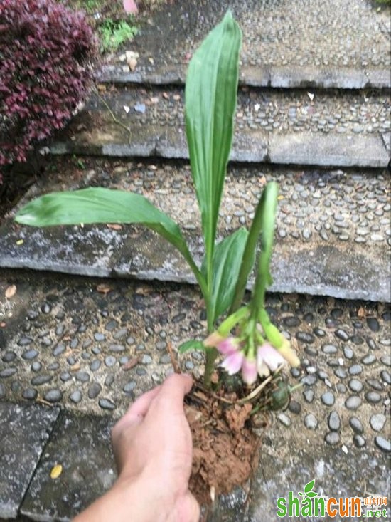 贵州地宝兰：观赏药用兼备的野生兰花