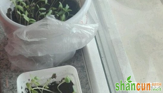 废弃的垃圾袋养花妙用：保温保湿催芽让你花苗长得快