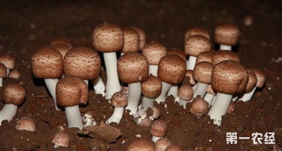 蘑菇怎么追肥？蘑菇种植追肥方法介绍