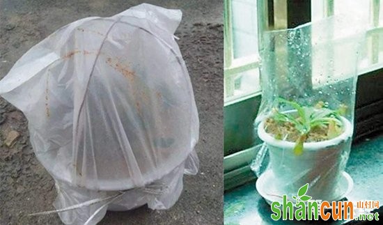 养花技巧：废弃塑料袋的妙用 嫁接保温保湿育苗都能用