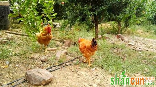 养鸡业发展关键：无抗养殖、环保禁养和饲料成本