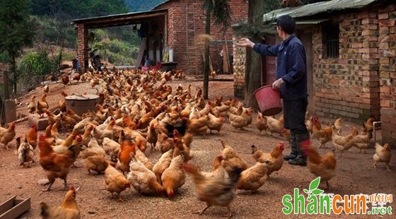 山村网·饲料营养