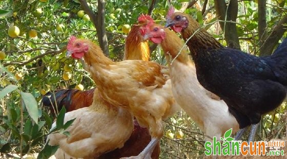 山村网·果园生态柴鸡养殖技术