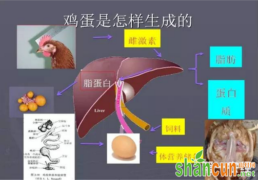 山村网·快速恢复产蛋率