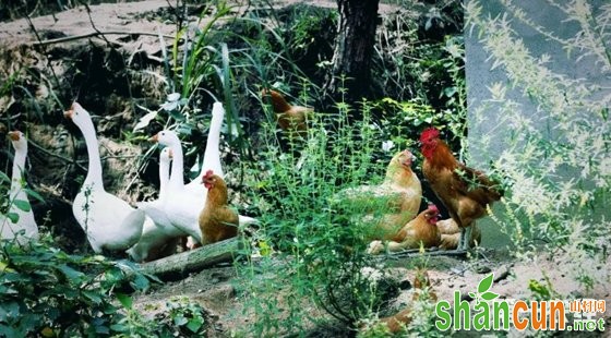 山村网·养殖环境对家禽健康的影响