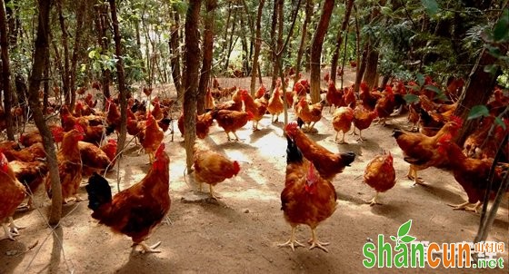 山村网·林下养鸡