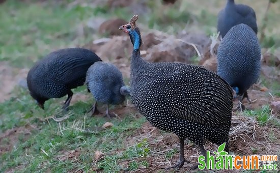 如何自制珍珠鸡饲料配方？珍珠鸡饲养四个阶段的科学饲料配方