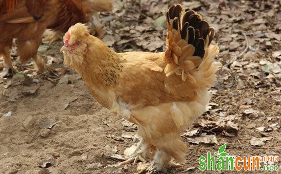 北京油鸡商品蛋鸡养殖管理