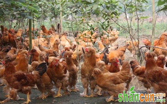 北京油鸡商品蛋鸡养殖管理