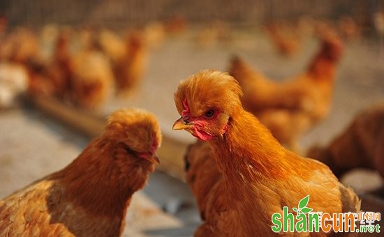 北京油鸡商品肉鸡的饲养与管理