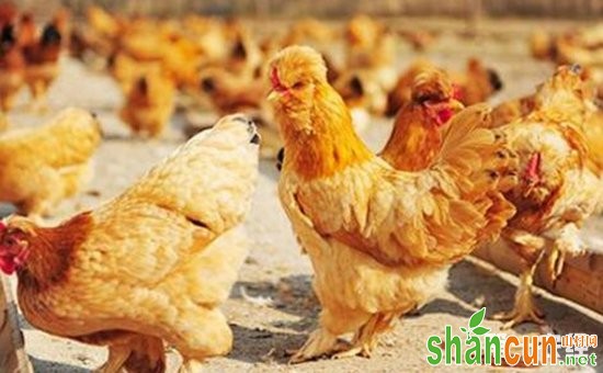 北京油鸡商品肉鸡的饲养与管理