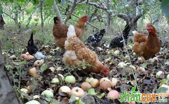 果园养鸡一亩可养多少只？