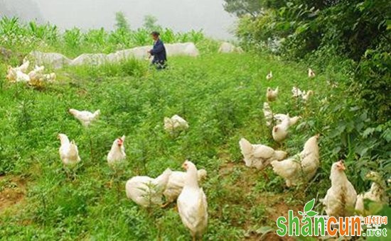 蛋鸡为什么会互啄？蛋鸡互啄的原因及防治方法