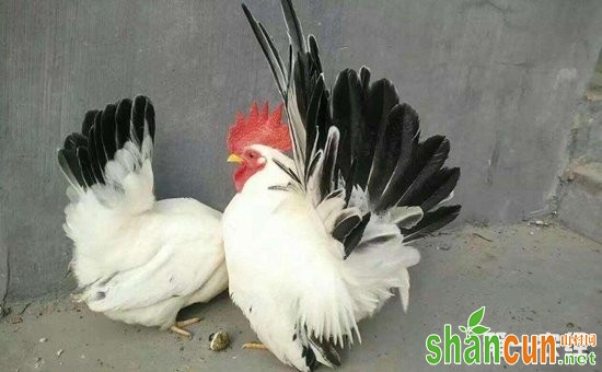 最小的家禽鸡是什么品种？世界上最小的的袖珍鸡品种是什么？