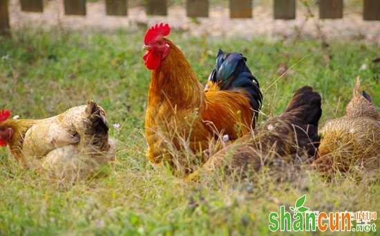 鸡采食青饲料的注意事项是什么？鸡群怎样正确采食青饲料？