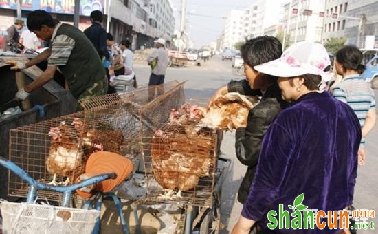 老吃淘汰鸡有害吗？蛋鸡淘汰后有营养吗？