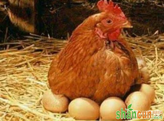 要怎么分辨蛋鸡是否停产？停产蛋鸡的分辨方法
