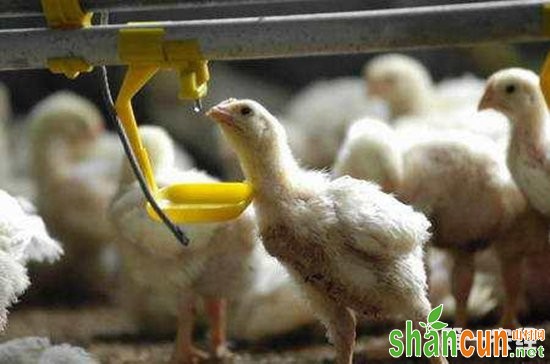 养鸡场的水线饮水设备要怎么清洗和消毒？