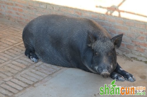 野母猪产前不食如何防治？