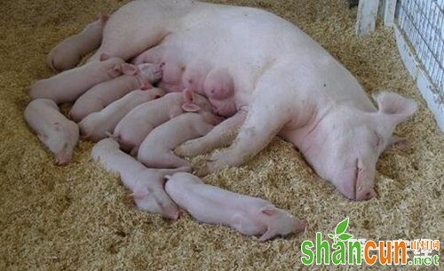 产后母猪撕咬仔猪的原因以及防治方法